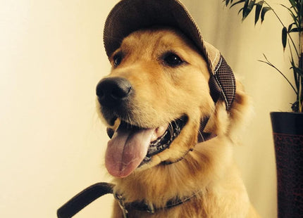 Gorro Ajustable Para Mascotas