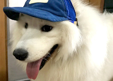 Gorro Ajustable Para Mascotas