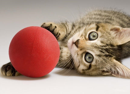 Juguete Pelota Maciza De Goma Para Perro