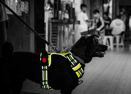 Pechera Anti Tirones Para Perro + Correa