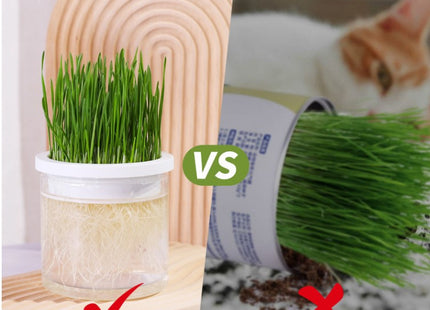 Maceta Para Cultivo De Hierba Gatera