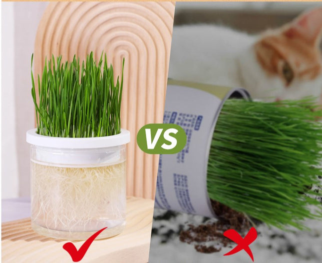 Maceta Para Cultivo De Hierba Gatera