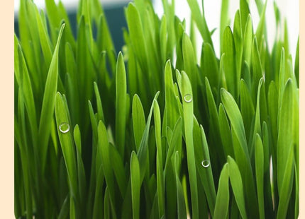 Maceta Para Cultivo De Hierba Gatera