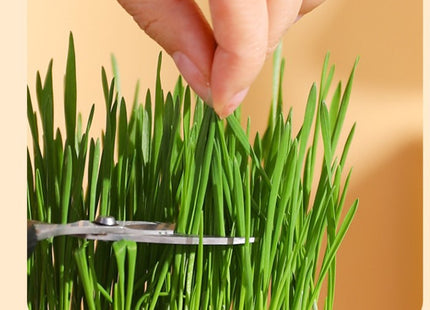Maceta Para Cultivo De Hierba Gatera