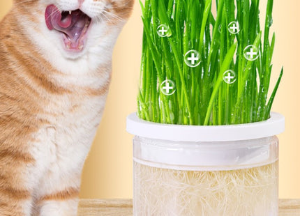 Maceta Para Cultivo De Hierba Gatera