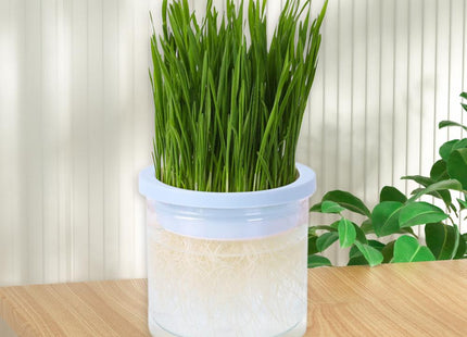 Maceta Para Cultivo De Hierba Gatera
