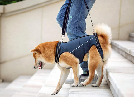 Arnés de elevación para perros