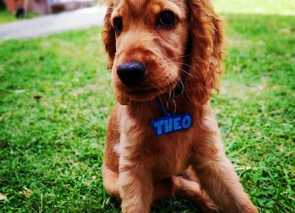Chapita identificatoria Perro Gato Tag Id Nombre en 2 colores