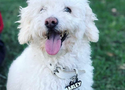 Chapita identificatoria Perro Gato Tag Id Nombre en 2 colores