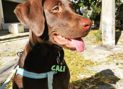 Chapita identificatoria Perro Gato Tag Id Nombre en 2 colores