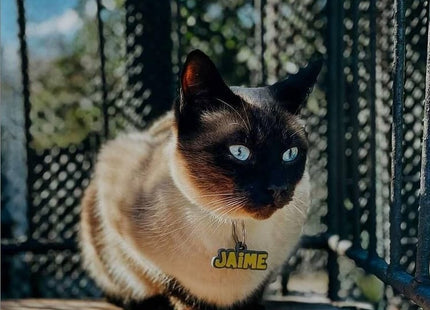 Chapita identificatoria Perro Gato Tag Id Nombre en 2 colores