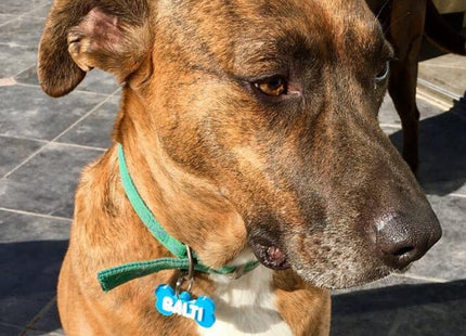 Chapita identificatoria hueso