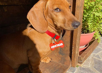 Chapita identificatoria hueso