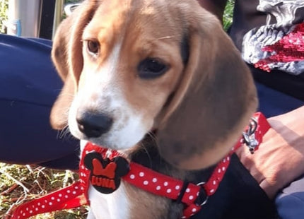 Chapita identificatoria Minnie