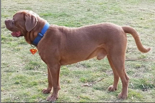 Chapita identificatoria Superman
