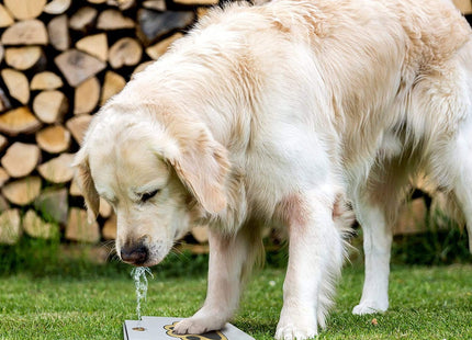 Fuente De Agua Para Perros