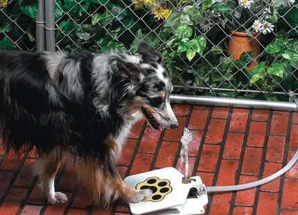 Fuente De Agua Para Perros