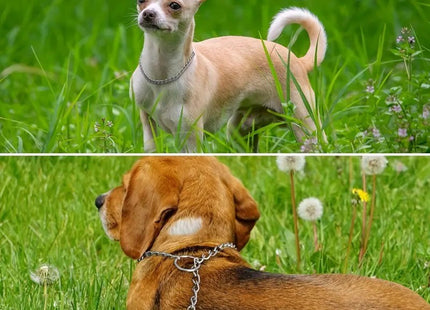 Collar De Ahorque Simple Para Perro