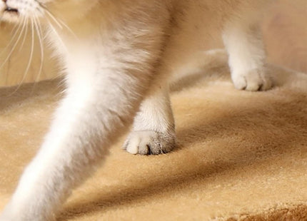 Rascador Con Capsula Para Gatos