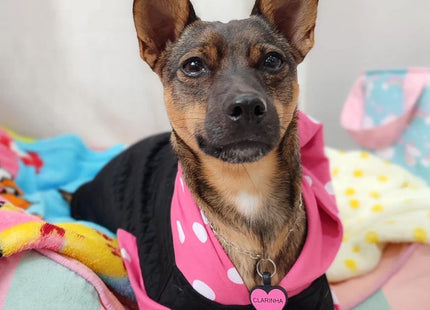 Chapita Identificatoria Redonda De Silicona Para Mascotas
