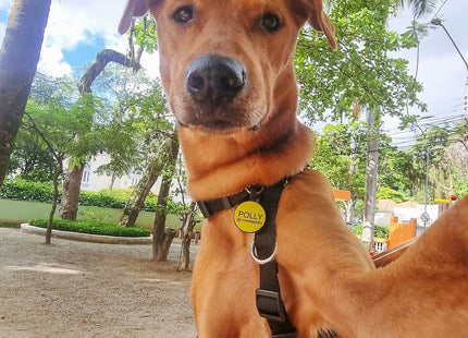 Chapita Identificatoria Redonda De Silicona Para Mascotas
