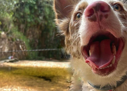 Chapita Identificatoria Hueso De Silicona Para Mascotas