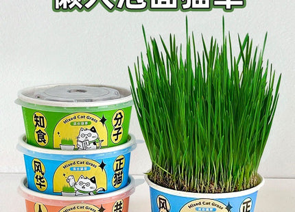 Maceta Para Cultivo De Yerba Gatera