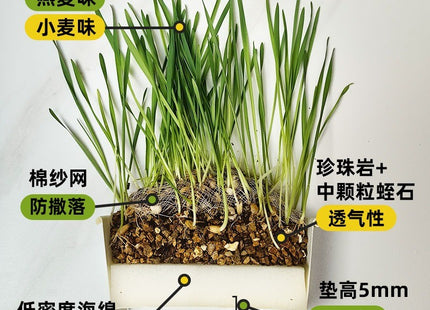 Maceta Para Cultivo De Yerba Gatera