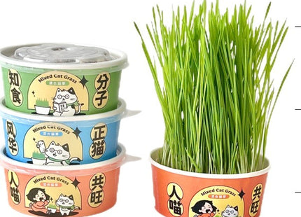 Maceta Para Cultivo De Yerba Gatera