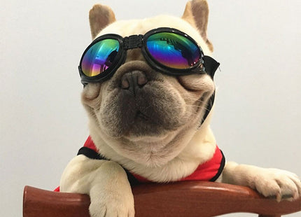 Lentes De Sol Para Perros