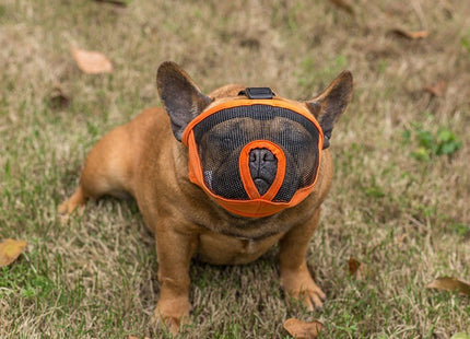 Bozal Perro Braquicéfalos