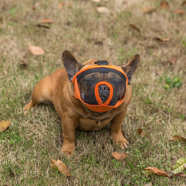 Bozal Perro Braquicéfalos
