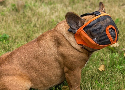 Bozal Perro Braquicéfalos