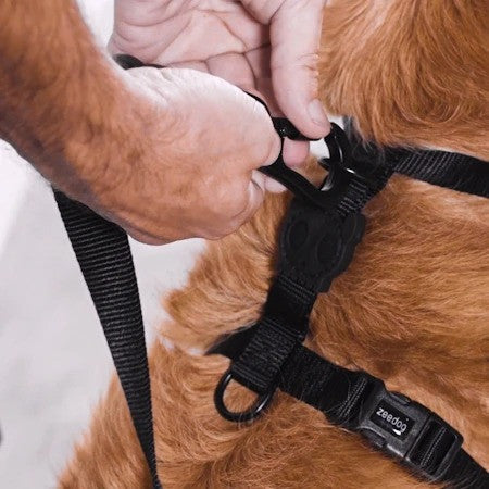 Arnés H para perro Zeedog Smash