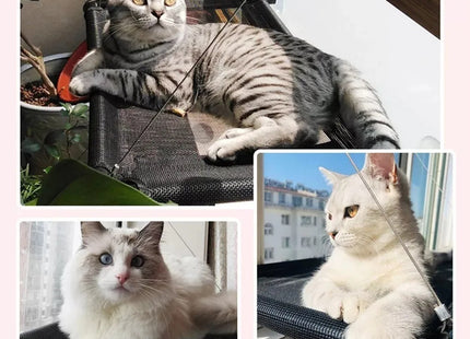 Cucha Cama Gato Aérea Mascotas Para Ventana Ventosa Cómoda