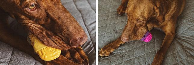 Juguete para perro Zeedog Brain Fried