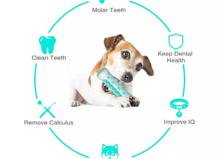 Juguete Dental Cepillo Dientes Hueso Dispensador
