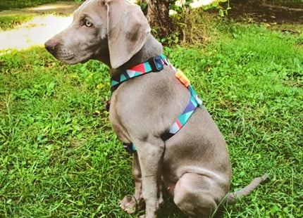 Arnés H para perro Zeedog Ella