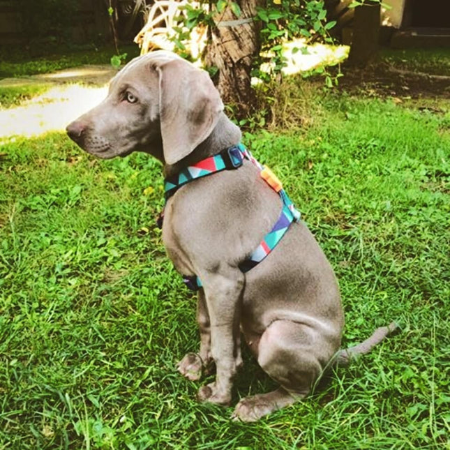 Arnés H para perro Zeedog Ella