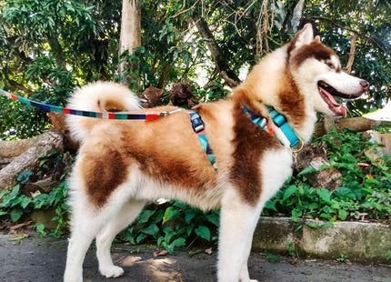 Arnés H para perro Zeedog Ella