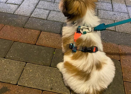 Arnés H para perro Zeedog Ella