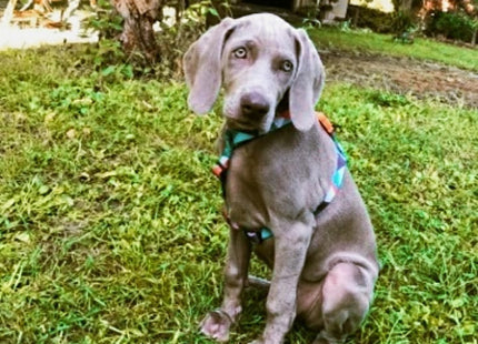 Arnés H para perro Zeedog Ella