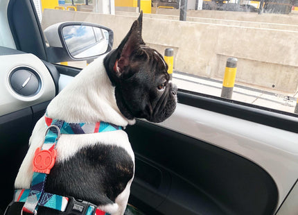 Arnés H para perro Zeedog Ella