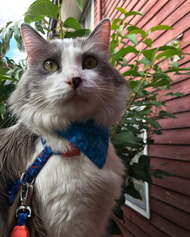 Correa + arnés para gato Zeecat Atlanta
