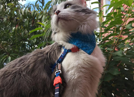 Correa + arnés para gato Zeecat Atlanta