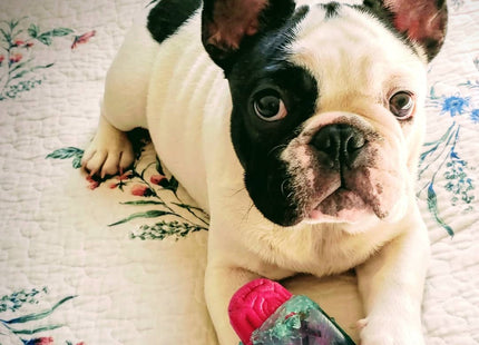 Juguete para perro Zeedog Brain Dead