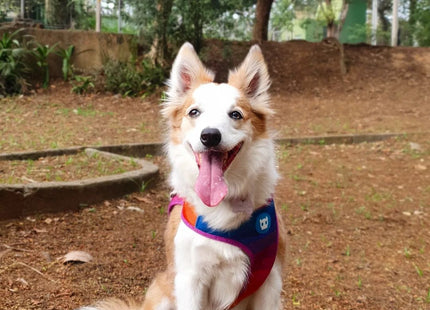Pechera Mesh Malla para perro Zeedog Prisma