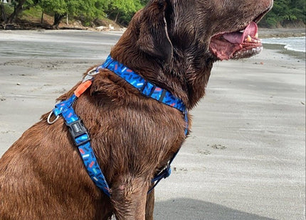 Arnés H para perro Zeedog Atlanta