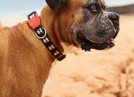 Collar para perro Zeedog Skull
