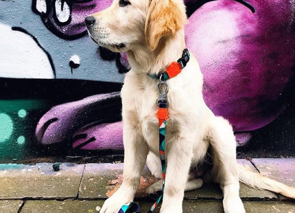 Correa perro Zeedog Ella